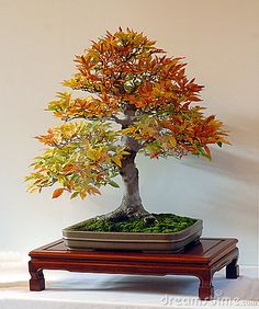 a bonsai tree is displayed in front of a white wall and wooden stand with moss on it