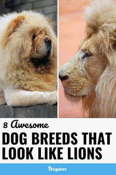 two dogs that look like lions with the caption 8 awesome dog breeds that look like lions