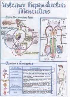 diagram of the human body and its functions