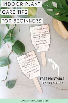 plant care tips for beginners that are easy to use and great for indoor plants