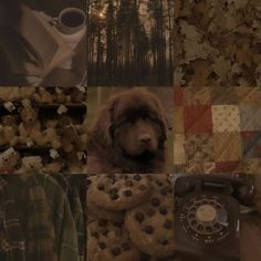 a collage of pictures with dogs and cookies