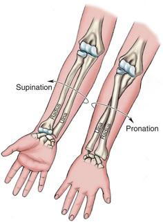 the arm and wrist bones are shown with labels on each side of the arm, which shows