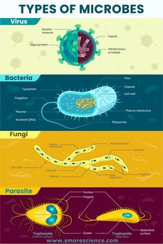 #microbes #Viruses #bacteria #fungi #parasites #organisms #science #scienceforkids #sciencemagazine #stem #stemeducation #stemforkids Micro Organisms Microscopic Images, Microscopic World, Microorganisms Project, Viruses Microbiology, Microbiology And Parasitology, Fungi Microbiology, Fungi Cell, Microorganisms Microbiology, Bacteria Microscope