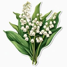 a bunch of white flowers with green leaves