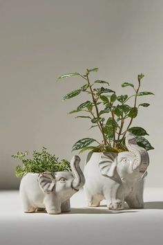 two elephants are standing next to each other near a potted plant with leaves on it