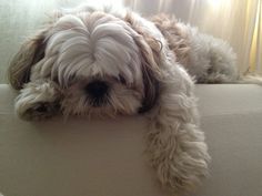 a small white dog laying on top of a couch