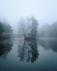 trees are reflected in the water on a foggy day