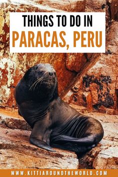 a sea lion sitting on top of a rock next to a stone wall with the words things to do in paracas, peru