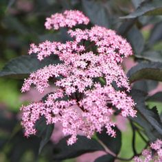 pink flowers with green leaves in the background