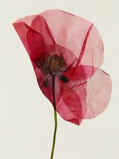 a single pink flower that is in front of a white background with the petals still attached