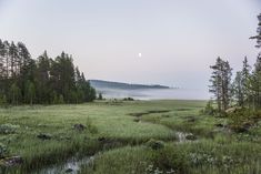 a grassy field with trees and water in the distance on a foggy day at dusk