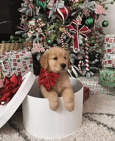 a puppy is sitting in a christmas present box