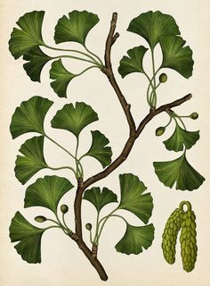 an illustration of a tree branch with leaves and fruit on it's branches, from the natural history of trees