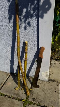 there are two small bamboo trees in front of the house and one is leaning against the wall