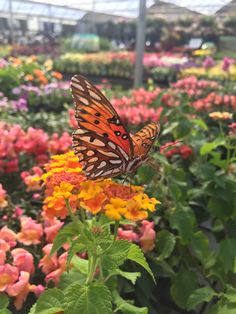 a butterfly sitting on top of a yellow and red flower in a garden filled with lots of flowers