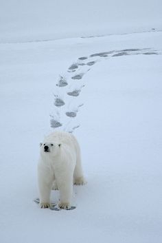 a polar bear walking through the snow with footprints in it's back paws,