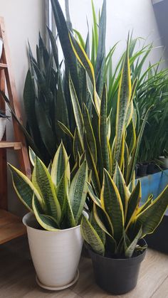 two potted plants sitting next to each other