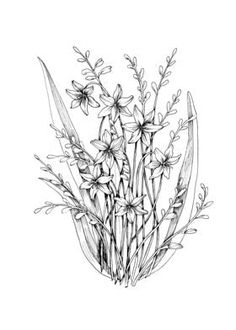 an ink drawing of some flowers on a white background