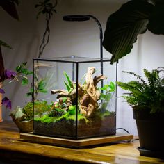 an aquarium with plants and rocks in it on a table next to a potted plant