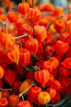 bright red flowers are in a basket on display