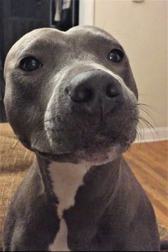 a gray and white dog sitting on top of a wooden floor