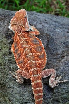 an orange and white lizard sitting on top of a rock