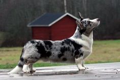 a black and white dog standing on top of a wooden floor next to a red barn