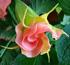 a pink flower with green leaves in the background