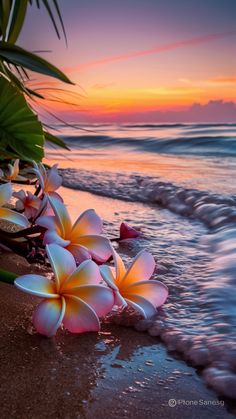 some flowers that are on the sand by the water at sunset with waves coming in