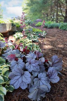 some purple and white flowers in a garden