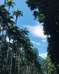 the road is lined with palm trees and tall mountains in the distance are all around