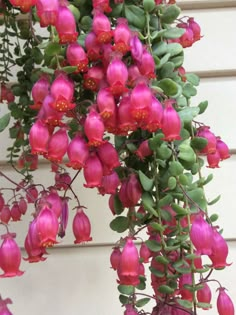 pink flowers are growing on the side of a building