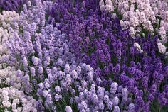 purple and white flowers are growing in the field