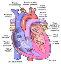 the anatomy of the heart and its major vessels, including the ventrical valves