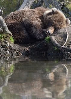 a brown bear laying on top of a tree next to water