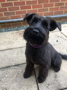 a black dog sitting on top of a sidewalk next to a brick wall with a purple collar