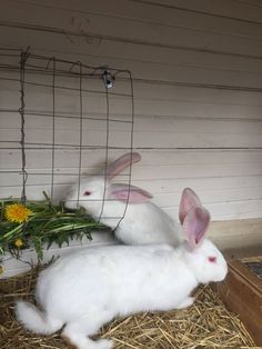 two white rabbits sitting next to each other on some hay and flowers in a cage