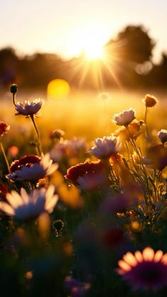 the sun shines brightly over a field full of flowers