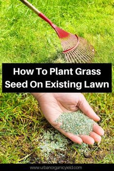 a hand holding a rake over grass with the words how to plant grass seed on existing lawn