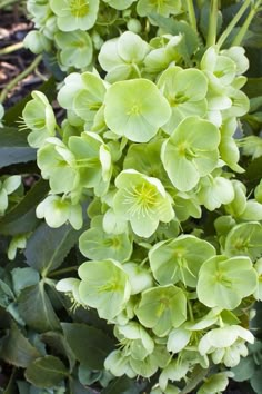 the green flowers are blooming in the garden