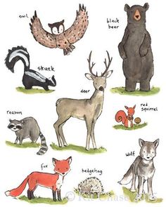 an animal chart with different types of animals