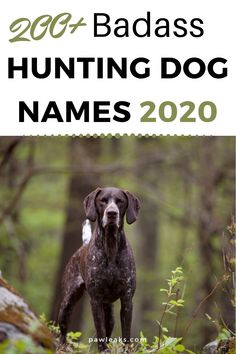 How To Train A Hunting Dog, Corgi Names List Male, Male Dogs Names Unique, Female Hunting Dog Names, Western Names For Dogs, Female Dog Names Country, Western Dog Names Boy, Girl Hunting Dog Names, Make Dog Names