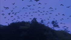 a flock of birds flying in the sky above trees at dusk or dawn with blue hues