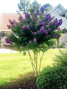 a bush with purple flowers in front of a house