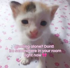 a small kitten sitting on top of a bed next to a pink flowered blanket