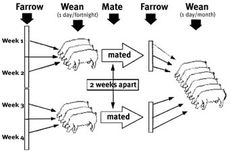 the diagram shows how animals are able to move in opposite directions, and what they do