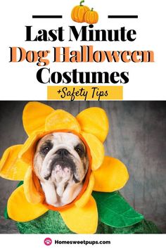 a dog wearing a yellow flower costume with text overlay that reads, last minute dog halloween costumes safety tips