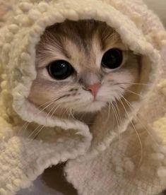 a cat is wrapped up in a blanket