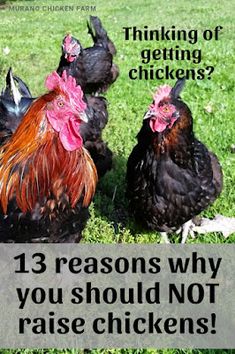 three chickens standing next to each other in the grass with text that reads 13 reasons why you should not raise chickens