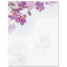 purple orchids on white background with space for text